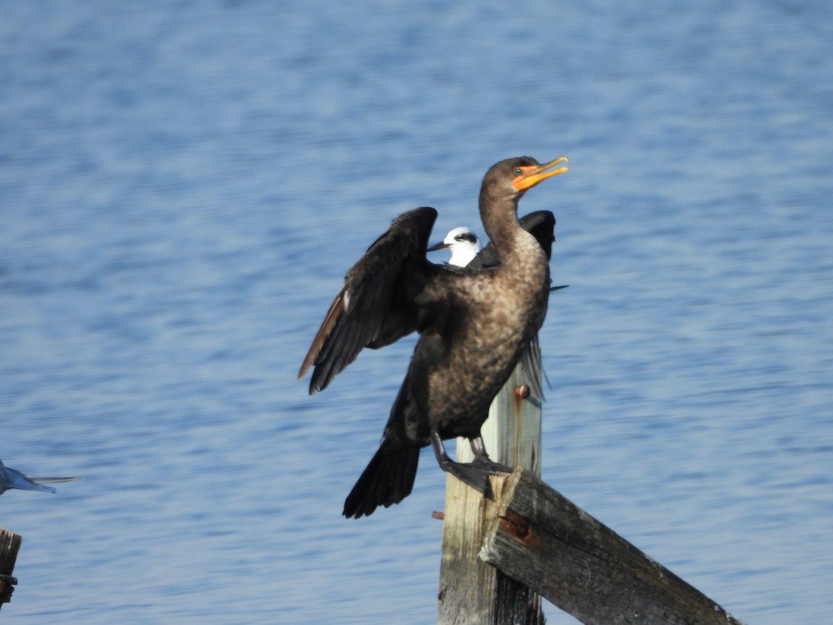 Cormoran à aigrettes - ML616428960