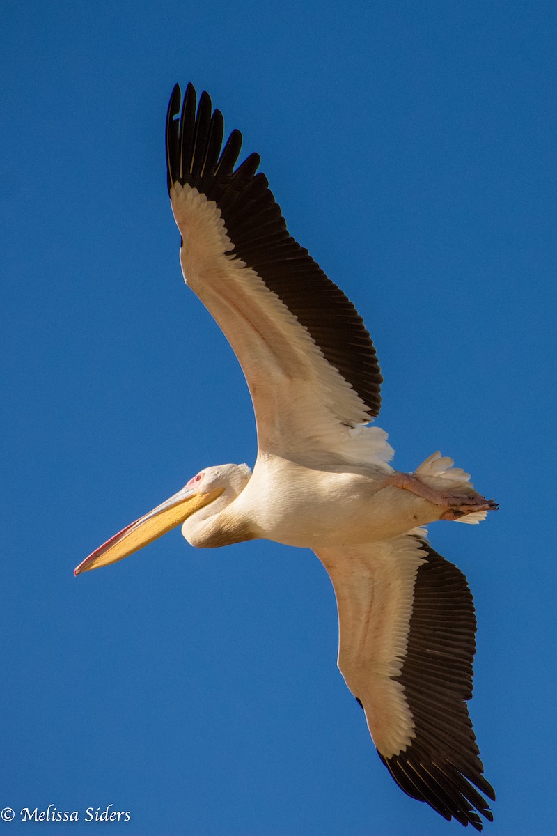 Great White Pelican - ML616428987