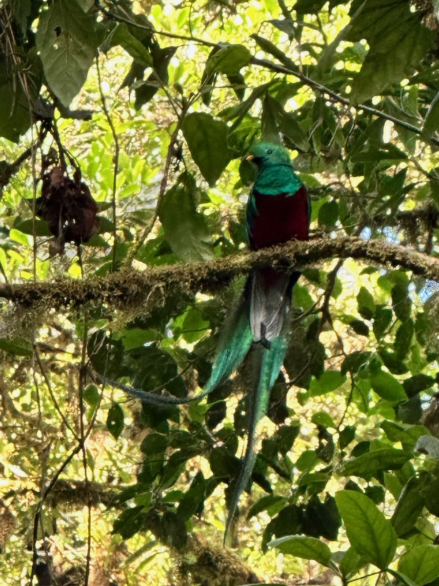 Resplendent Quetzal - ML616429009