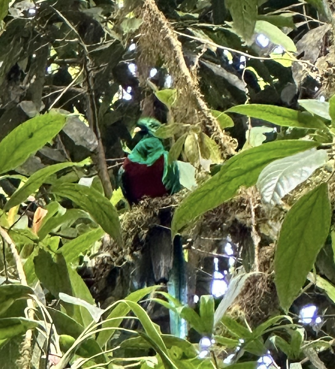 Quetzal Guatemalteco - ML616429010