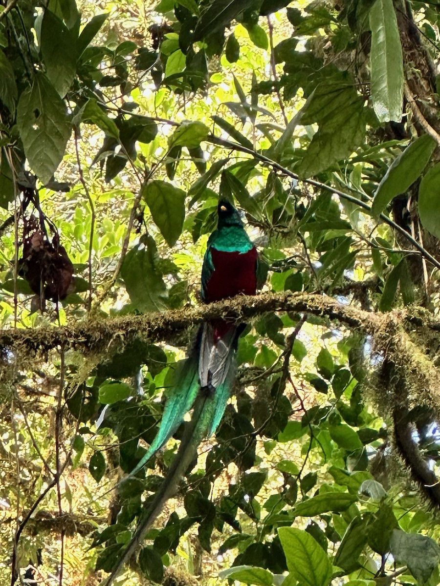 Resplendent Quetzal - ML616429011