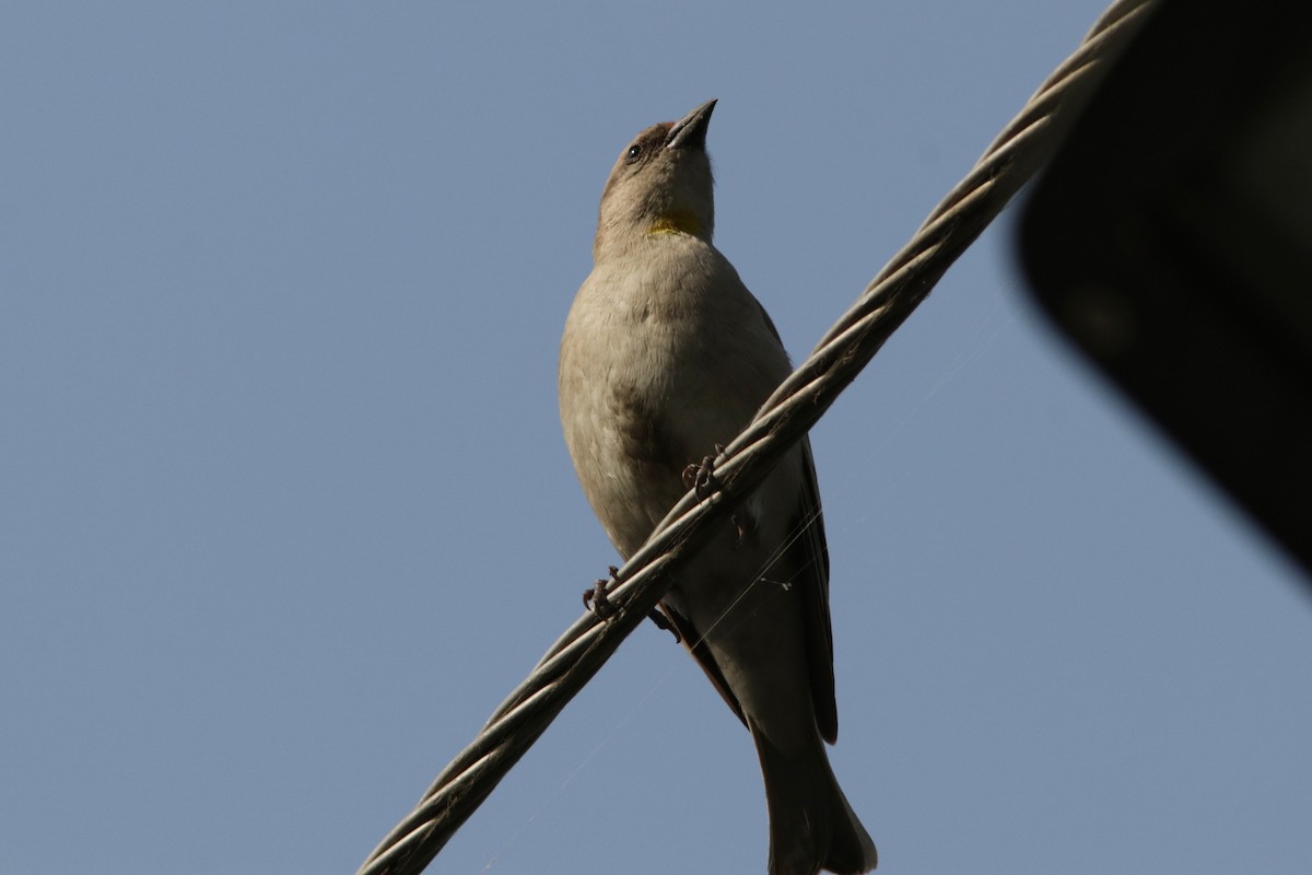 Yellow-throated Sparrow - Richard Dunn