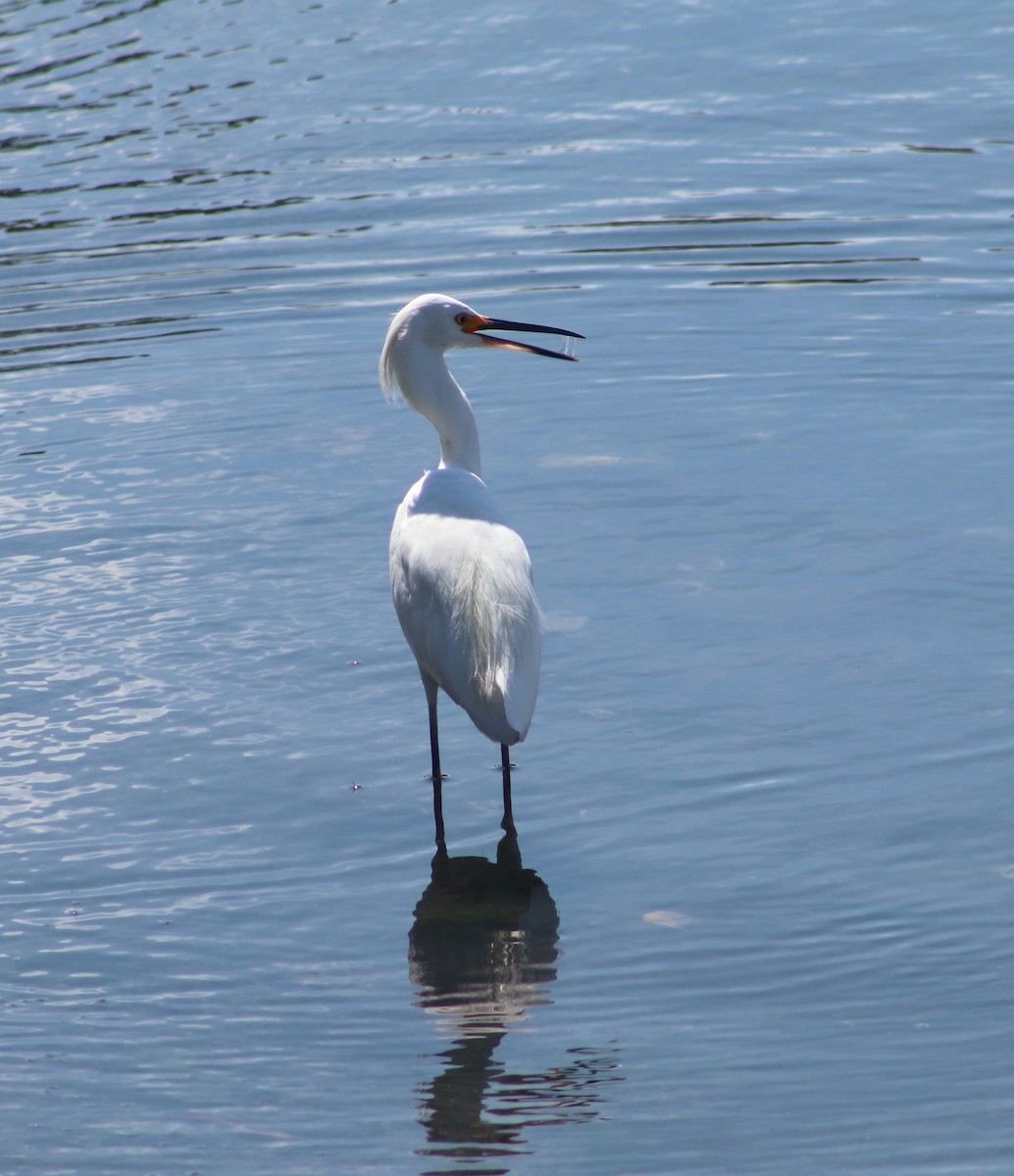 Snowy Egret - Mary Cygan