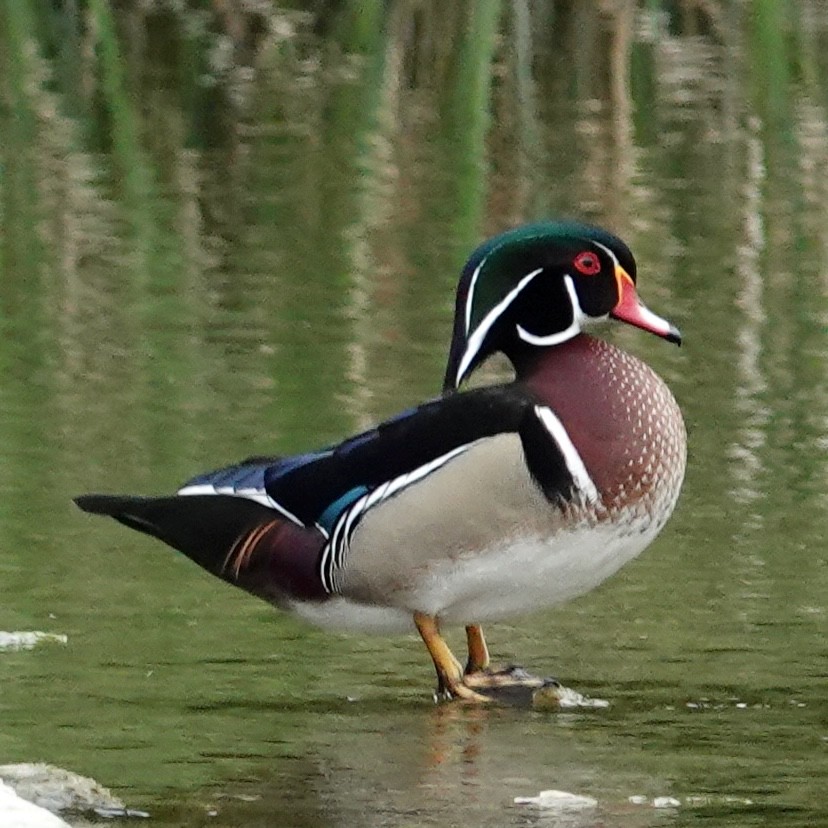 Wood Duck - ML616429192