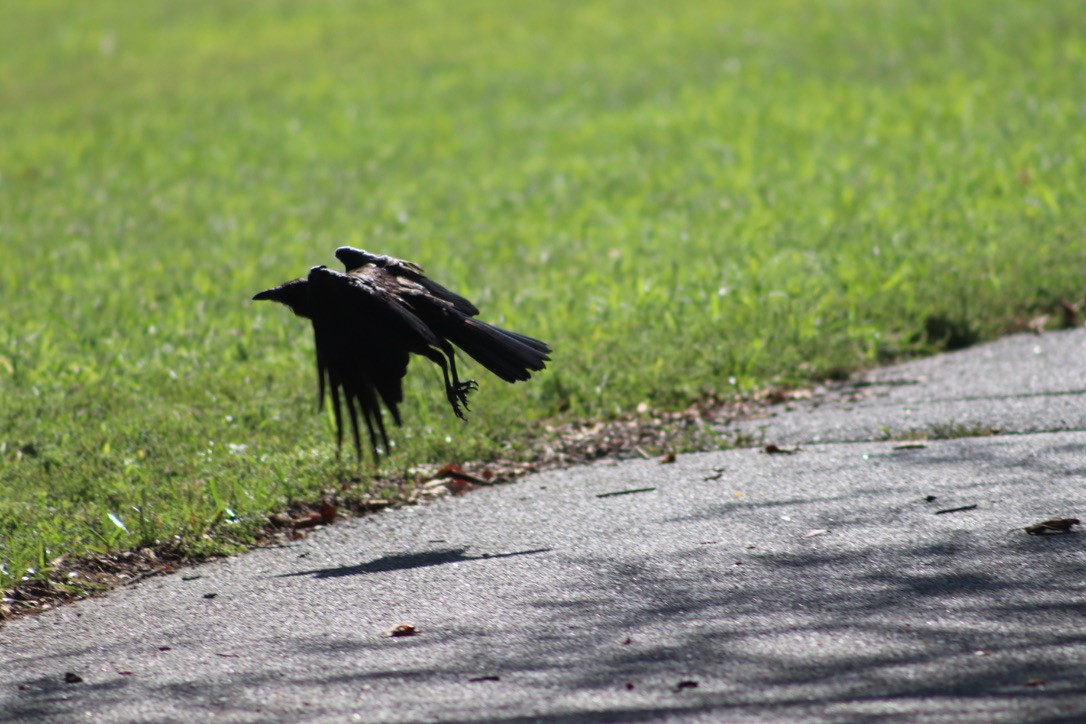 Fish Crow - Mary Cygan