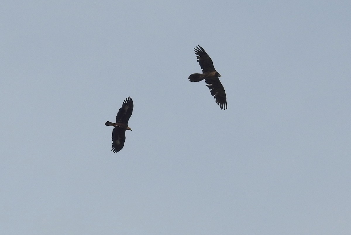 Bearded Vulture - ML616429206