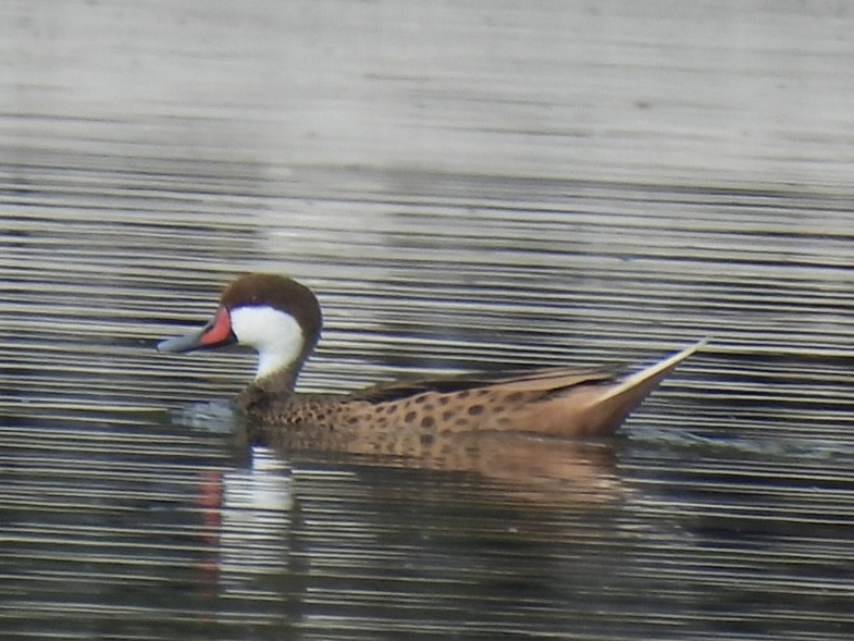 White-cheeked Pintail - ML616429219