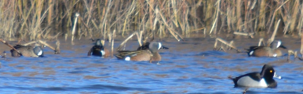 Blue-winged Teal - ML616429256
