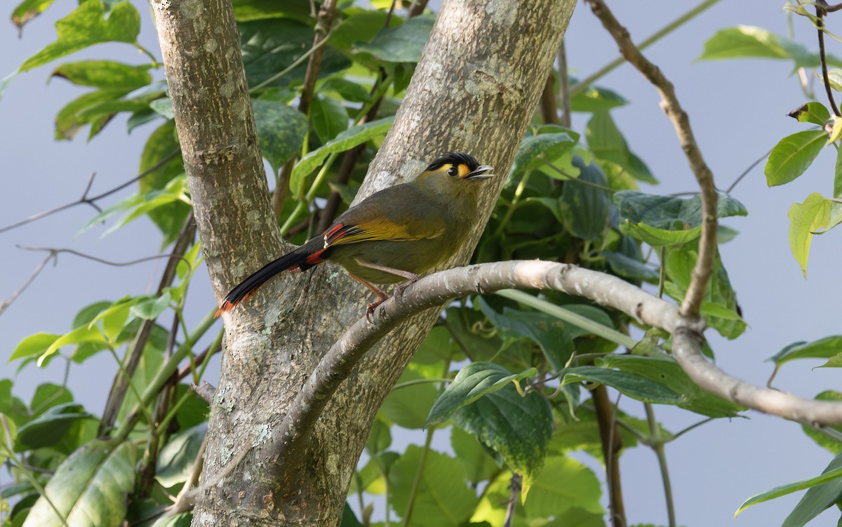 Bugun Liocichla - Sunil Kini