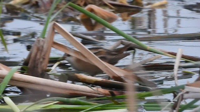 Little Crake - ML616429265