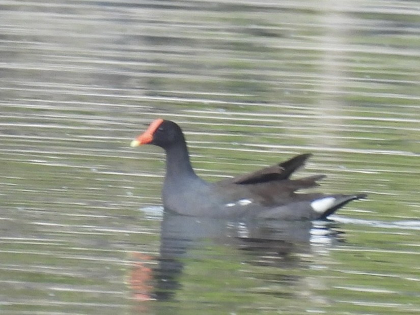 Common Gallinule - Jean Gairdner