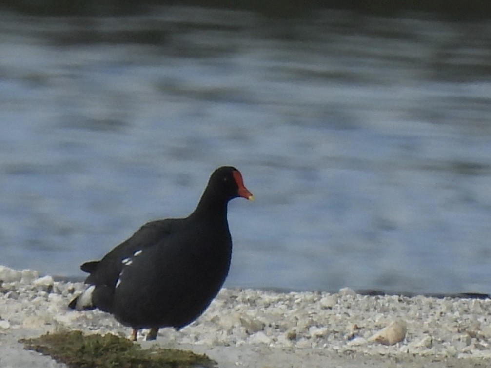 Common Gallinule - Jean Gairdner