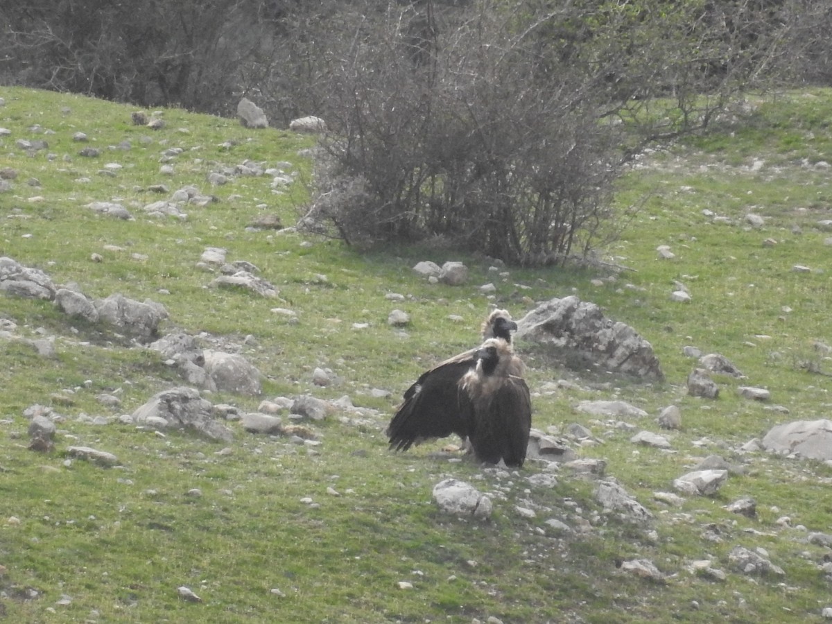 Cinereous Vulture - ML616429274