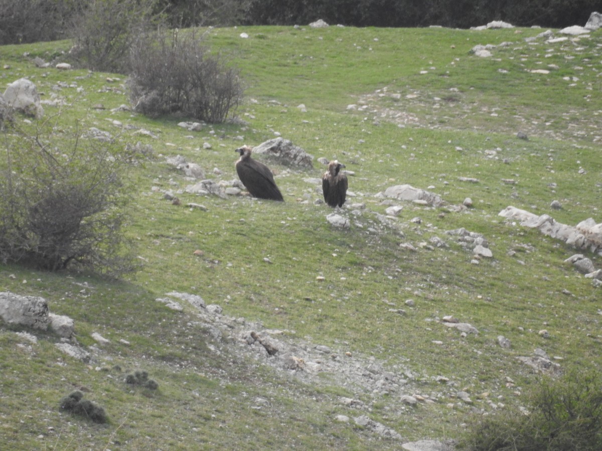 Cinereous Vulture - ML616429275