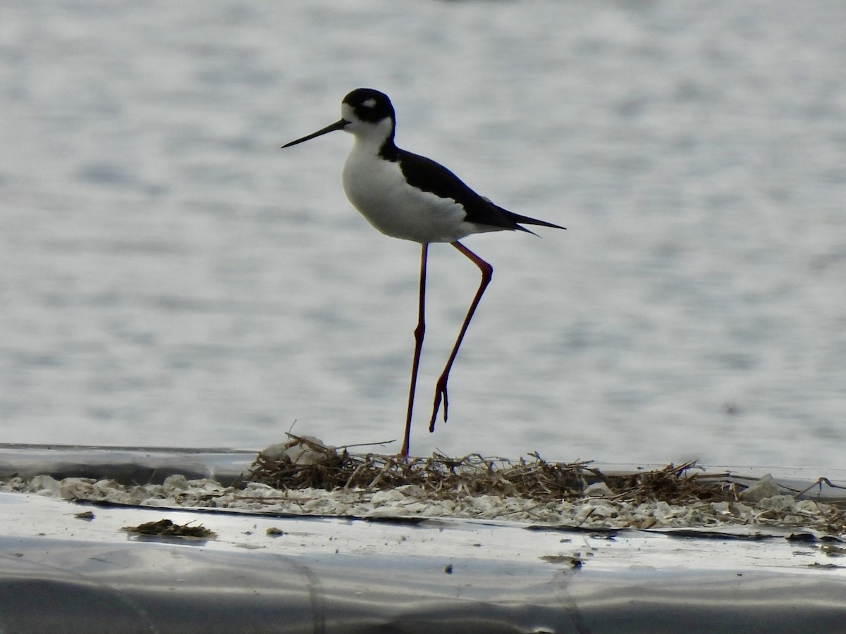 Black-necked Stilt - Jean Gairdner