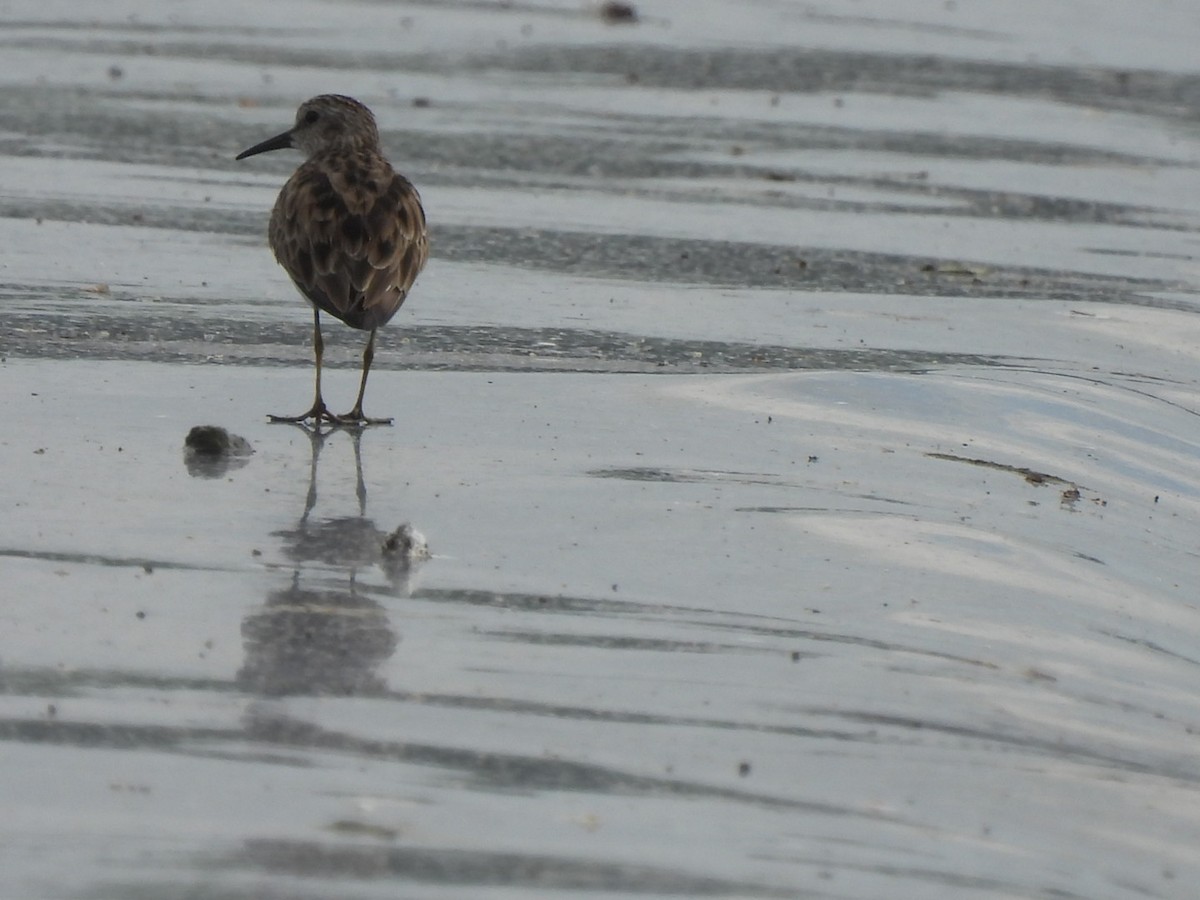 Western Sandpiper - ML616429356