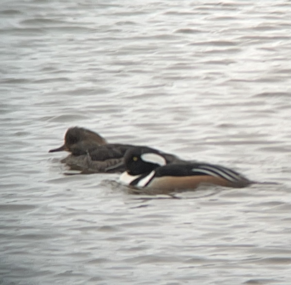 Hooded Merganser - ML616429361