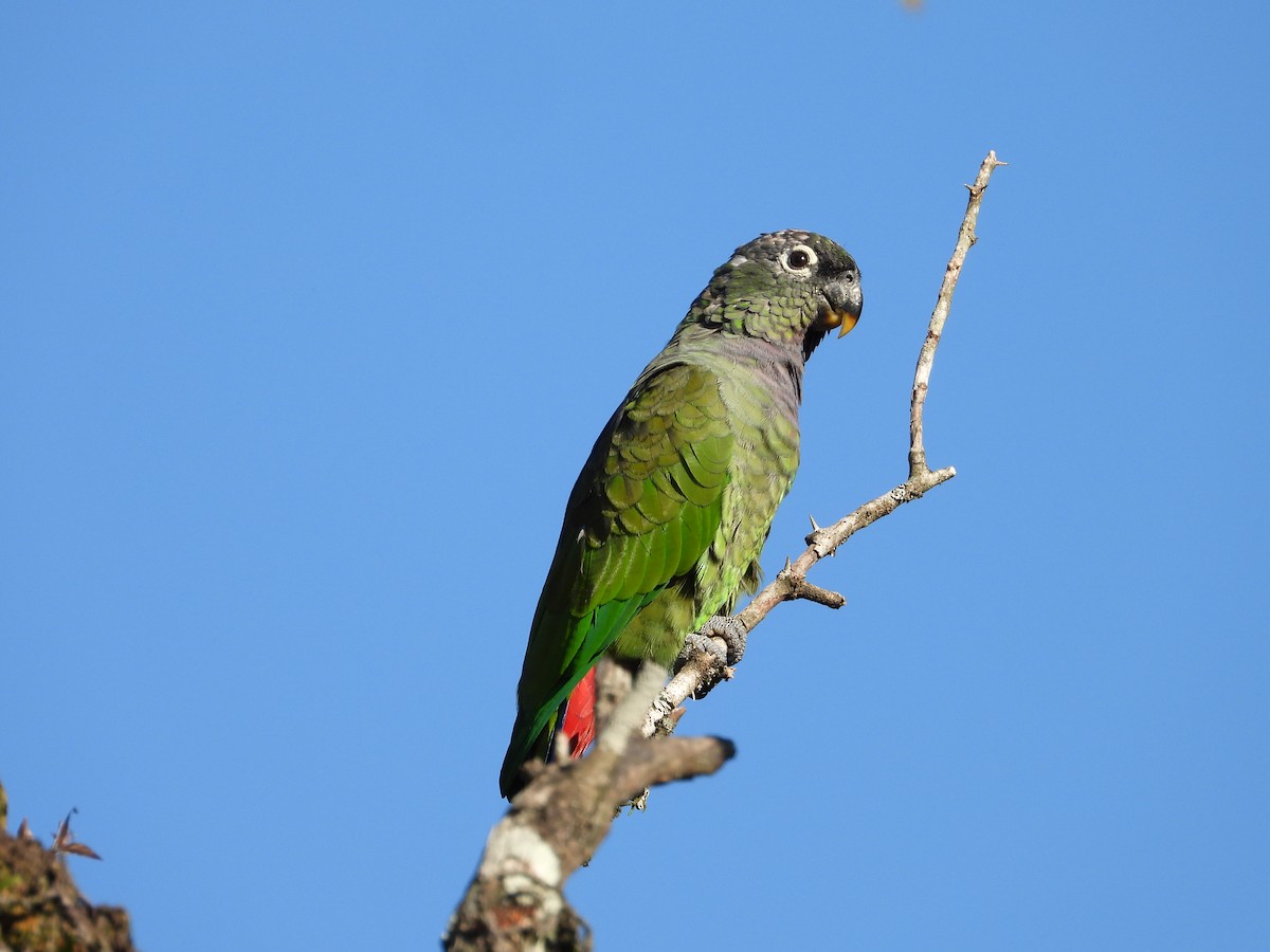 Scaly-headed Parrot - ML616429370