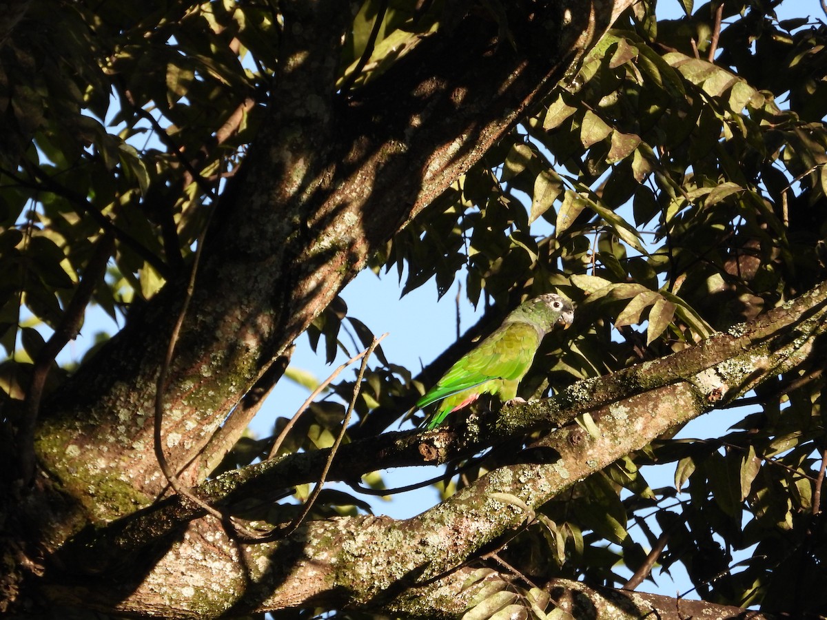 Scaly-headed Parrot - ML616429371