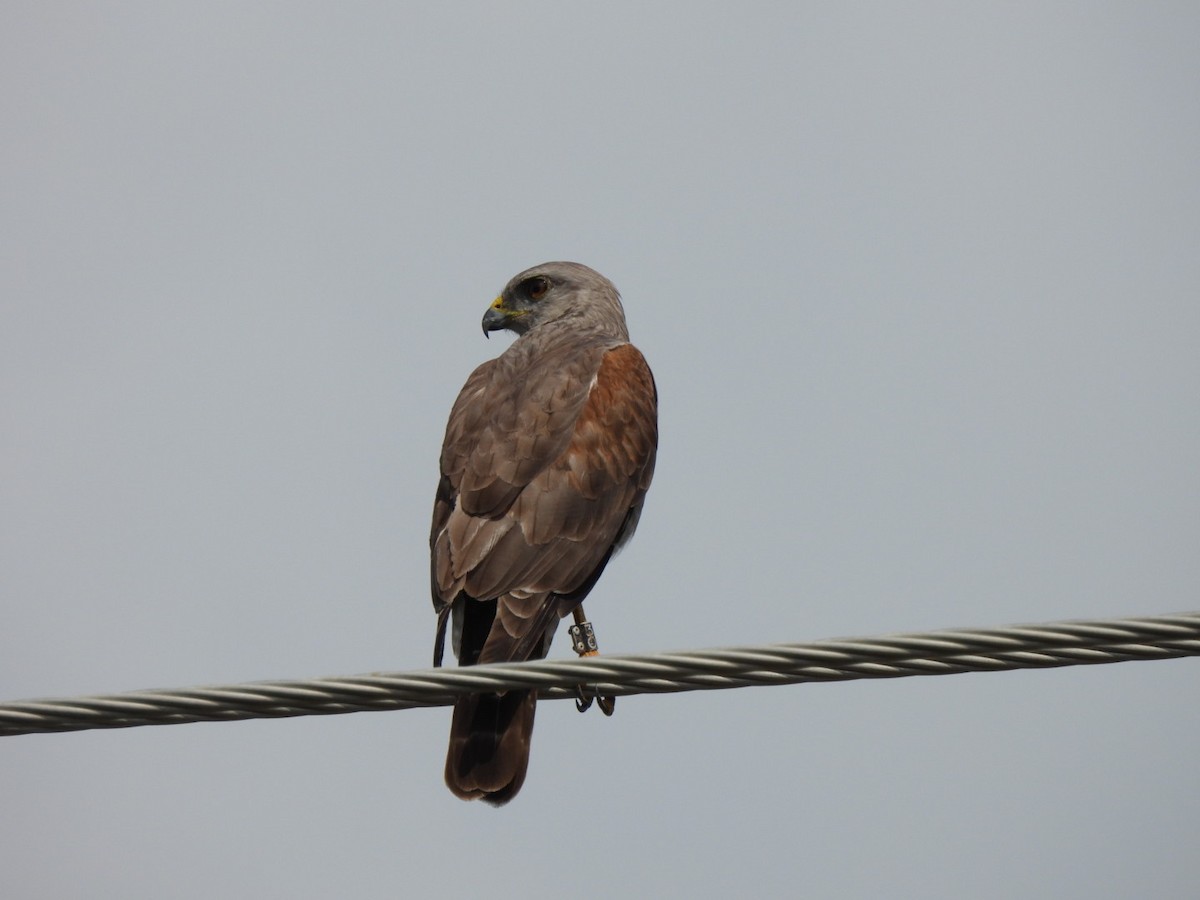 Haitibussard - ML616429393