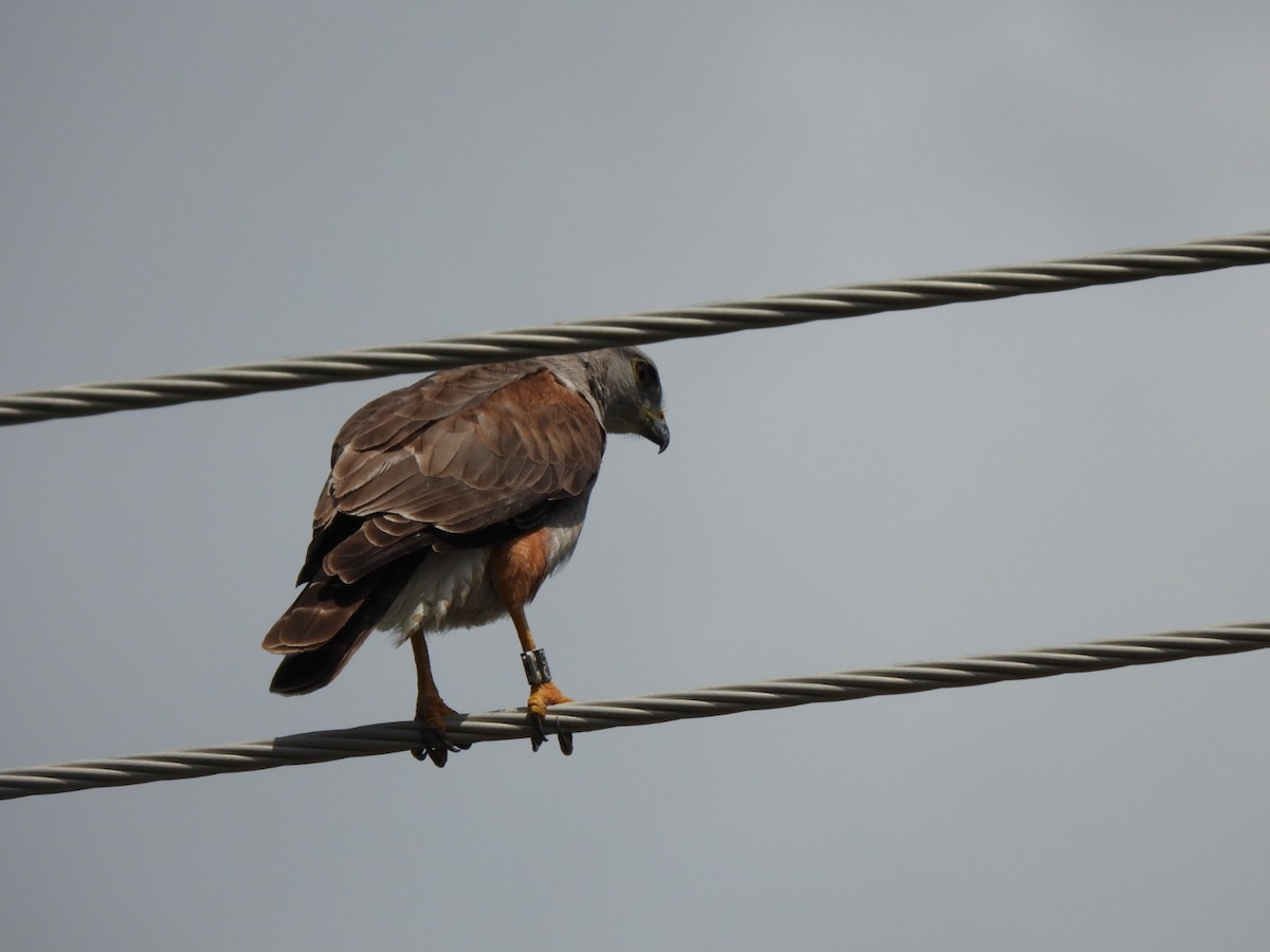 Haitibussard - ML616429395