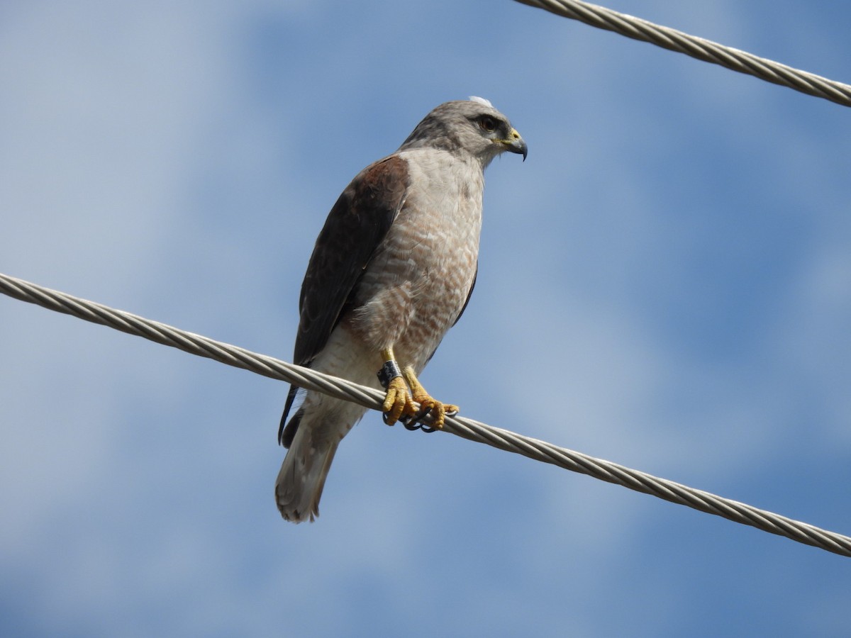 Haitibussard - ML616429396