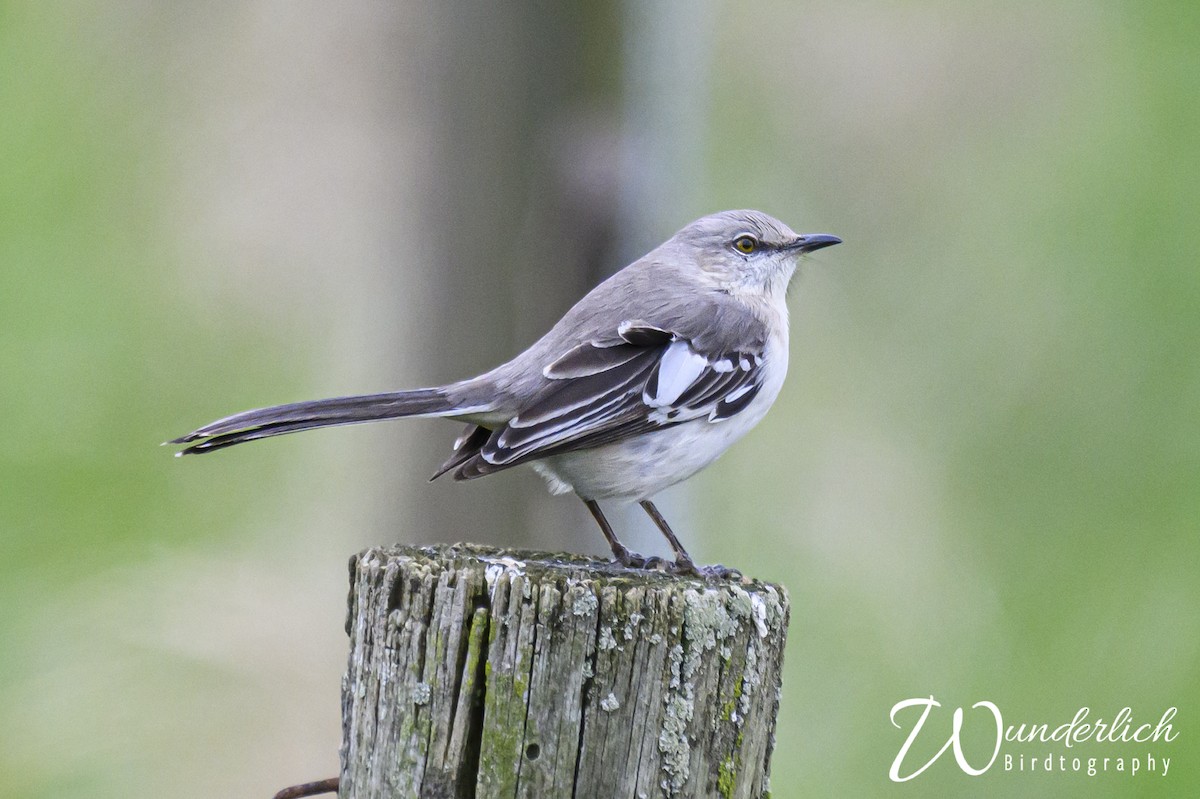 Northern Mockingbird - ML616429449