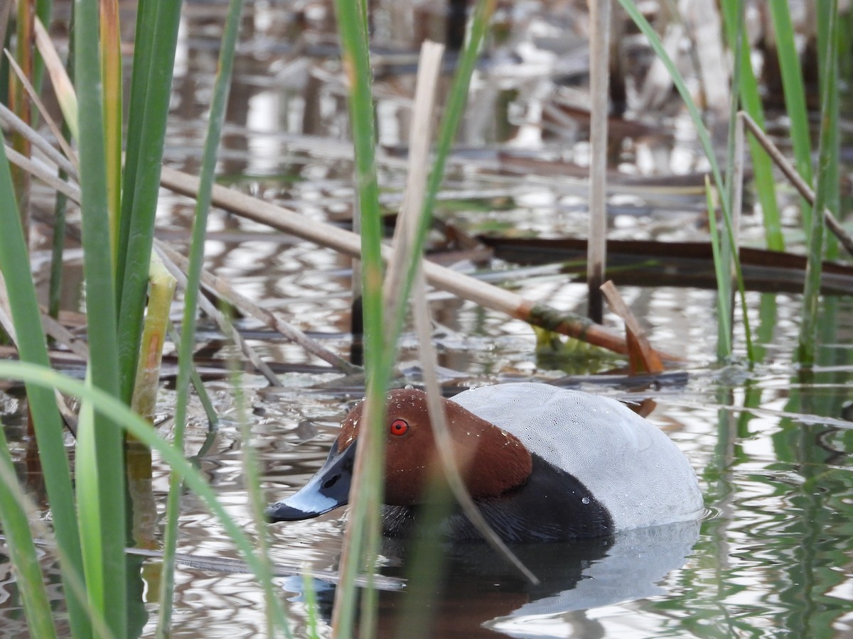 Common Pochard - Ricardo Bedia