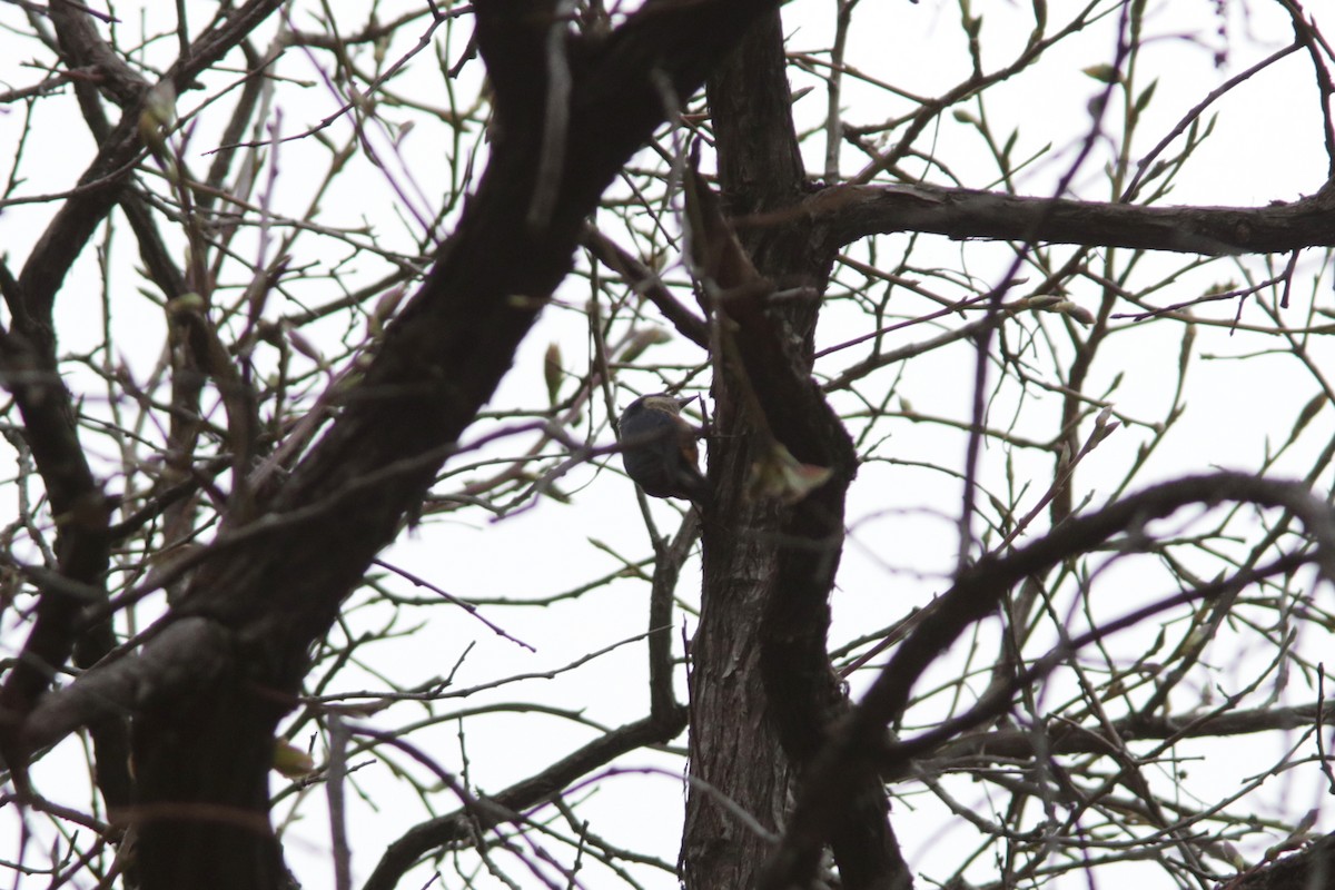 White-tailed Nuthatch - ML616429472