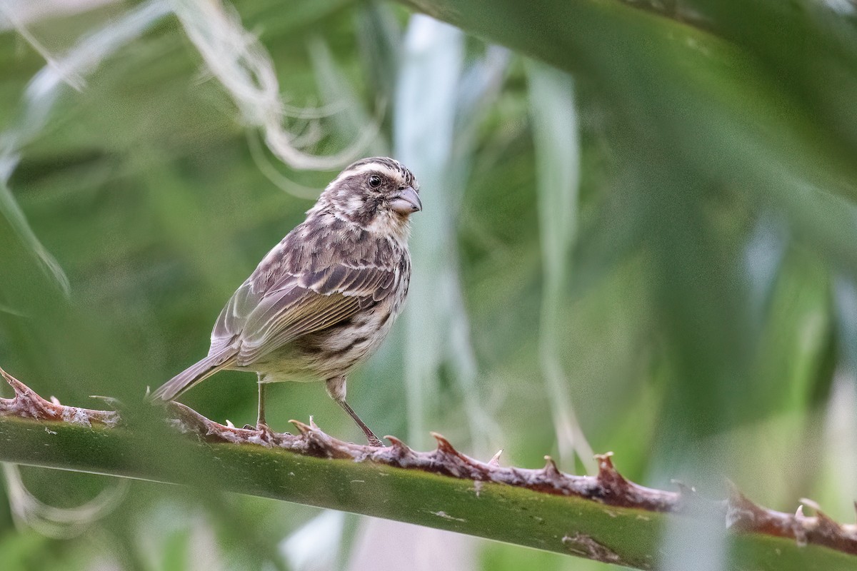 Streaky Seedeater - Jeff Cooper