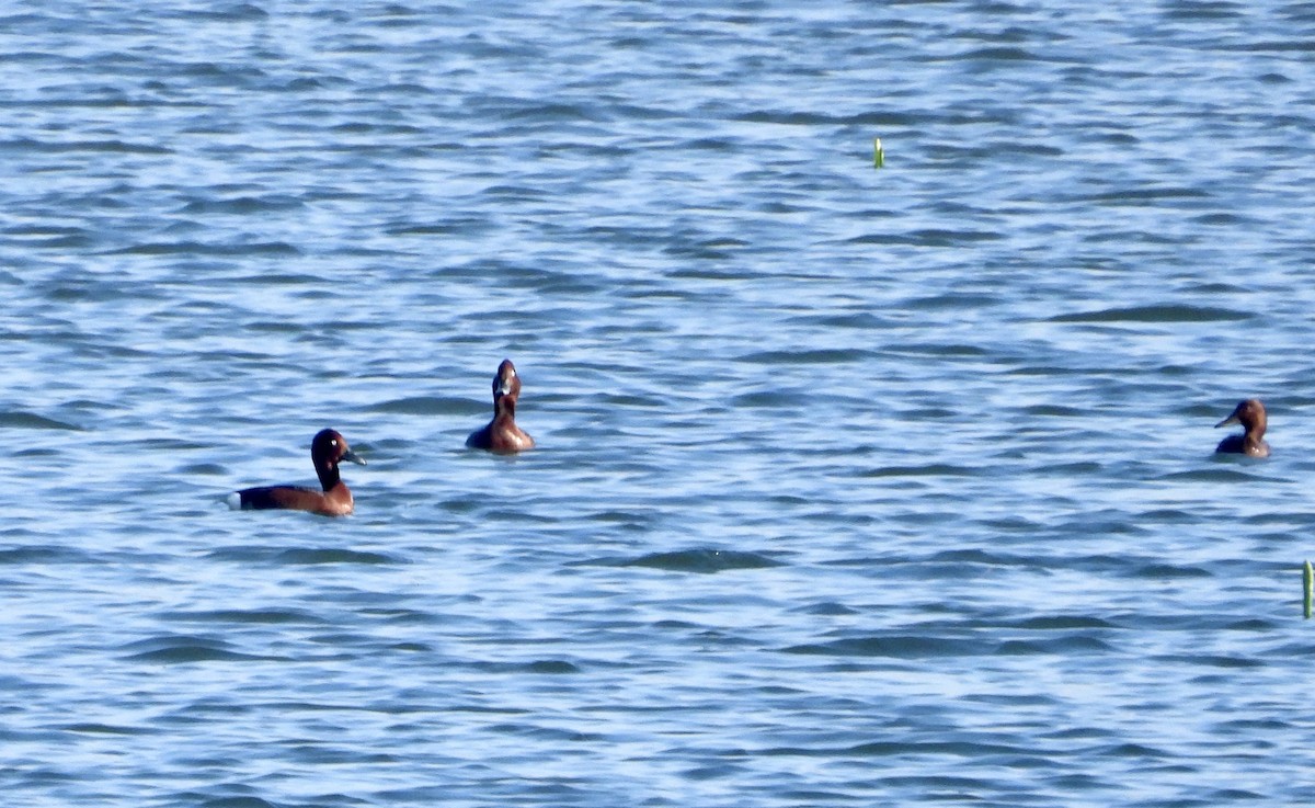 Ferruginous Duck - ML616429536