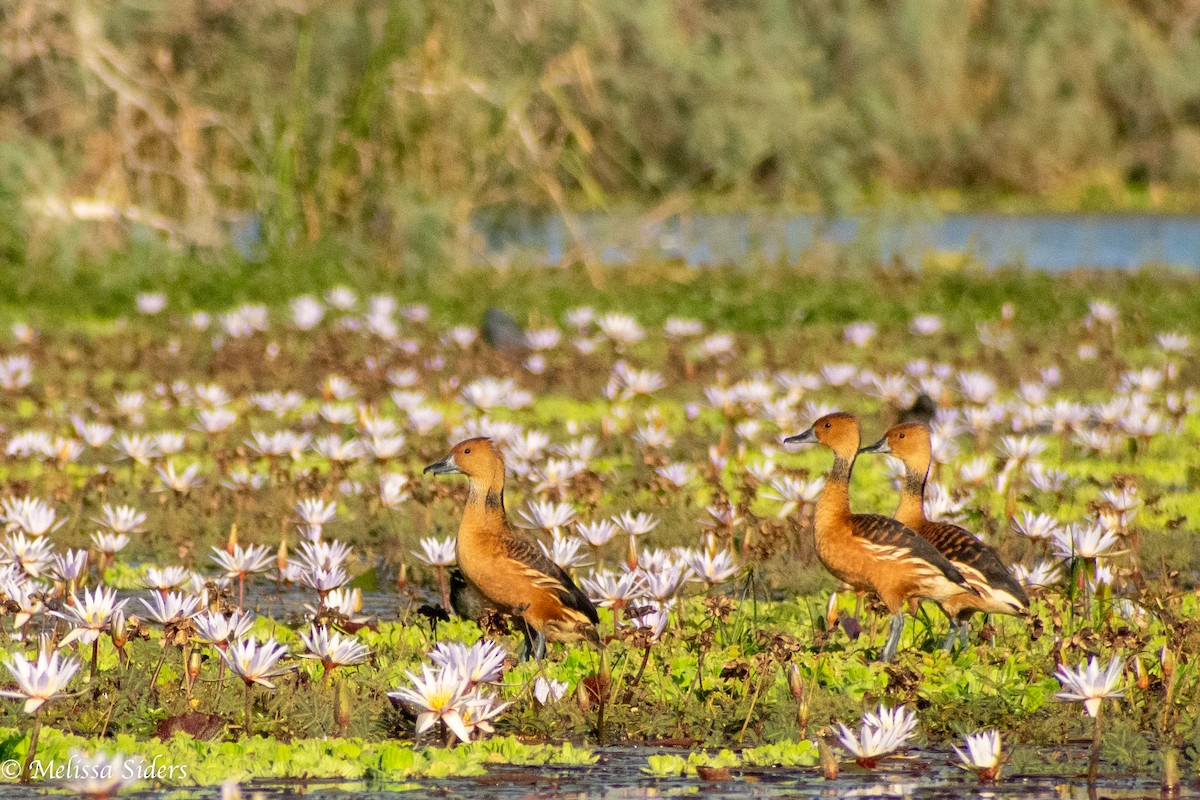 Fulvous Whistling-Duck - ML616429540