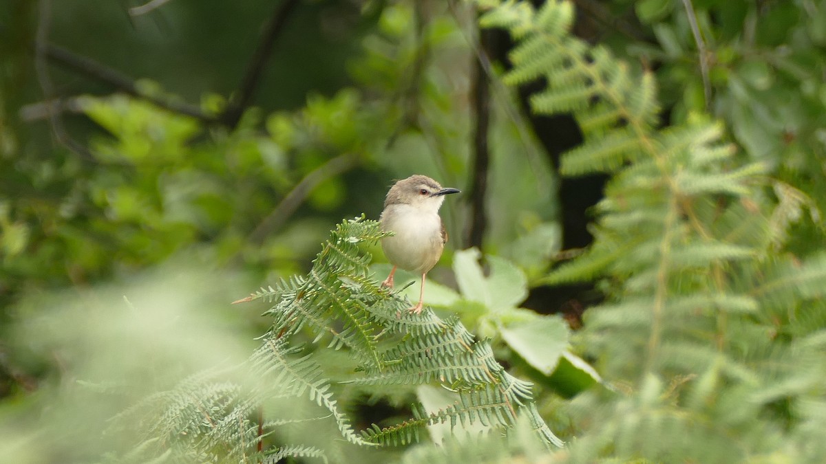 Tawny-flanked Prinia - Andrej Bibic