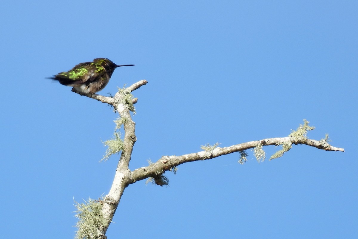 Ruby-throated Hummingbird - Judith A. Kennedy