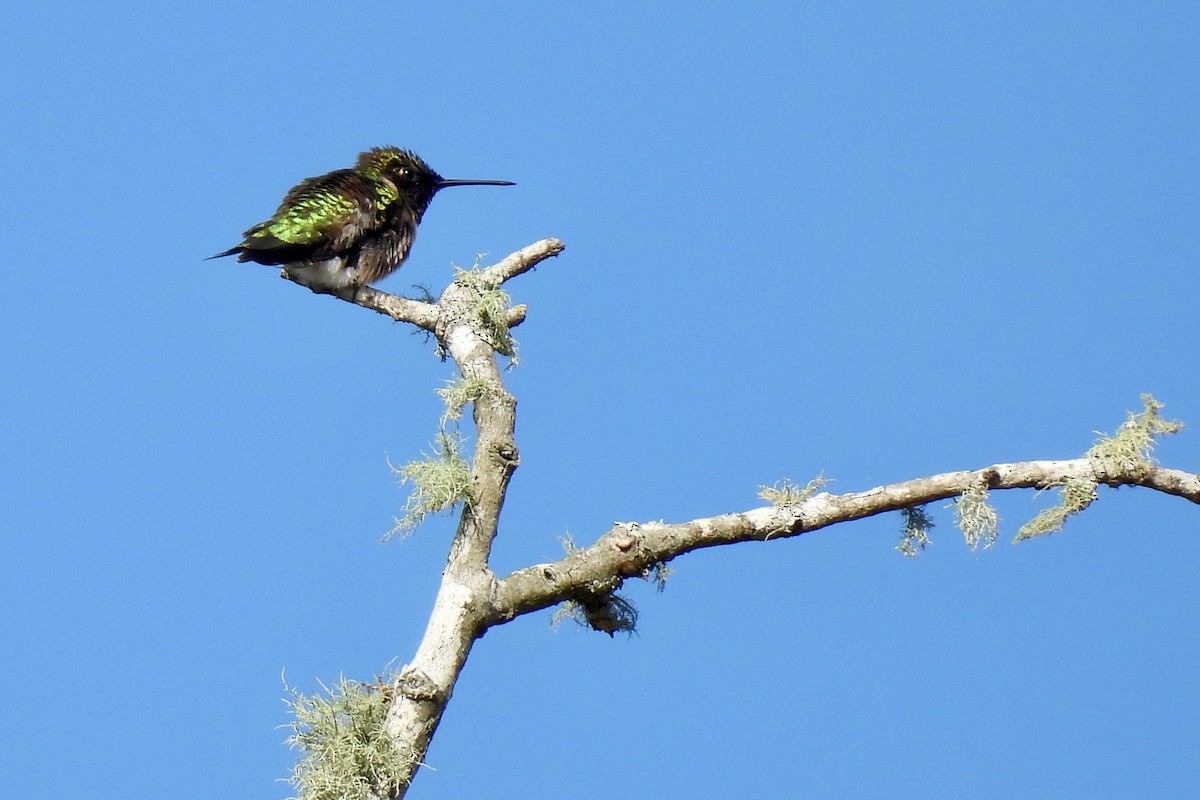 Ruby-throated Hummingbird - ML616429630