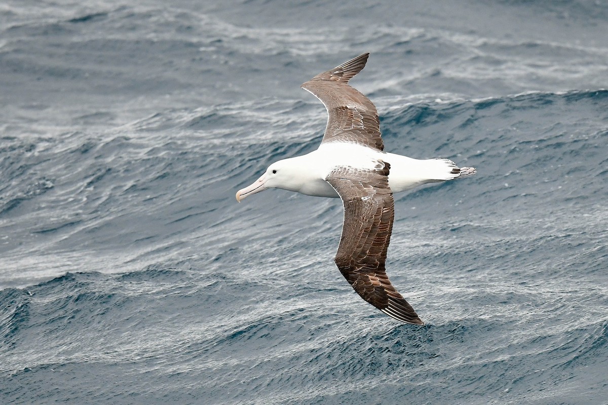 Southern Royal Albatross - ML616429642