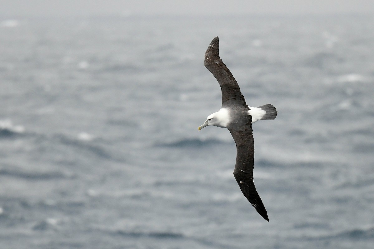 White-capped Albatross - ML616429645