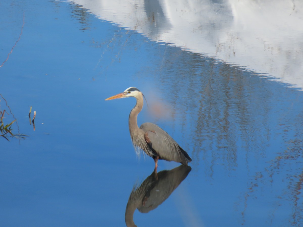 Great Blue Heron - don pierce