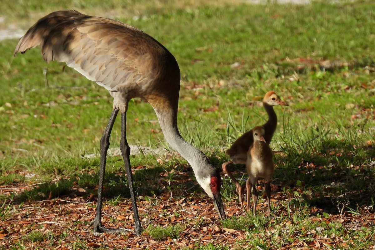 Sandhill Crane - Judith A. Kennedy