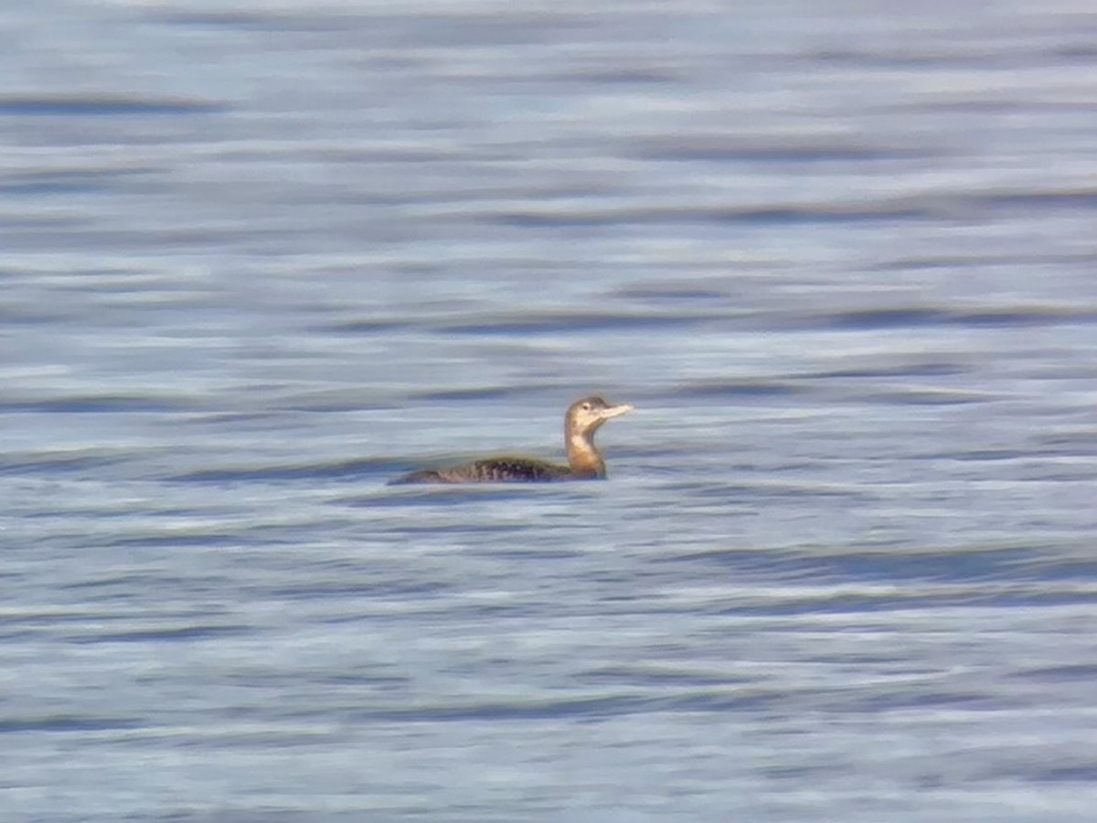 Yellow-billed Loon - Detlef Buettner