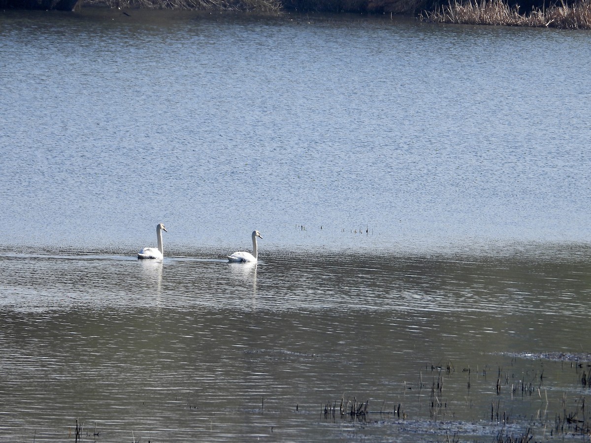 Mute Swan - ML616429691