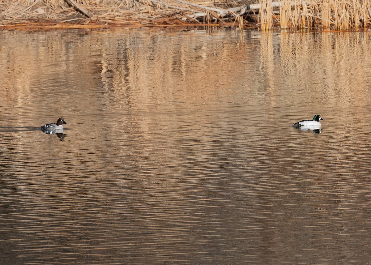 Common Goldeneye - ML616429698