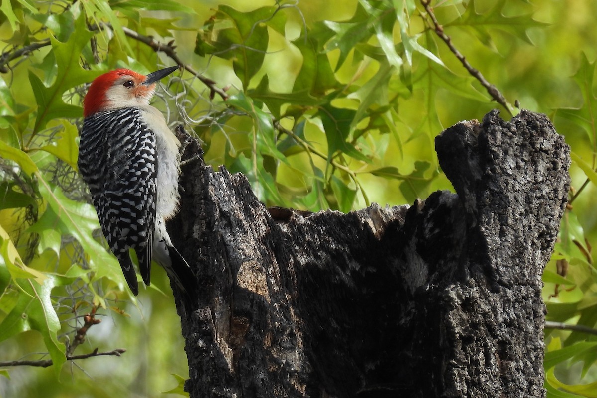 Red-bellied Woodpecker - Judith A. Kennedy
