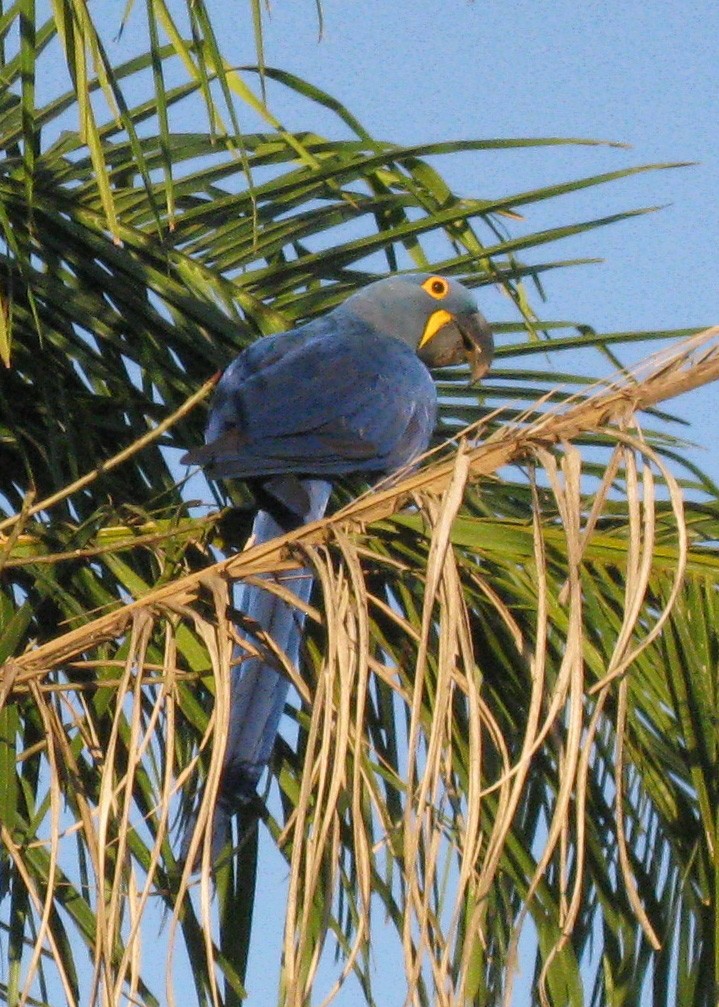 Hyacinth Macaw - ML616429709