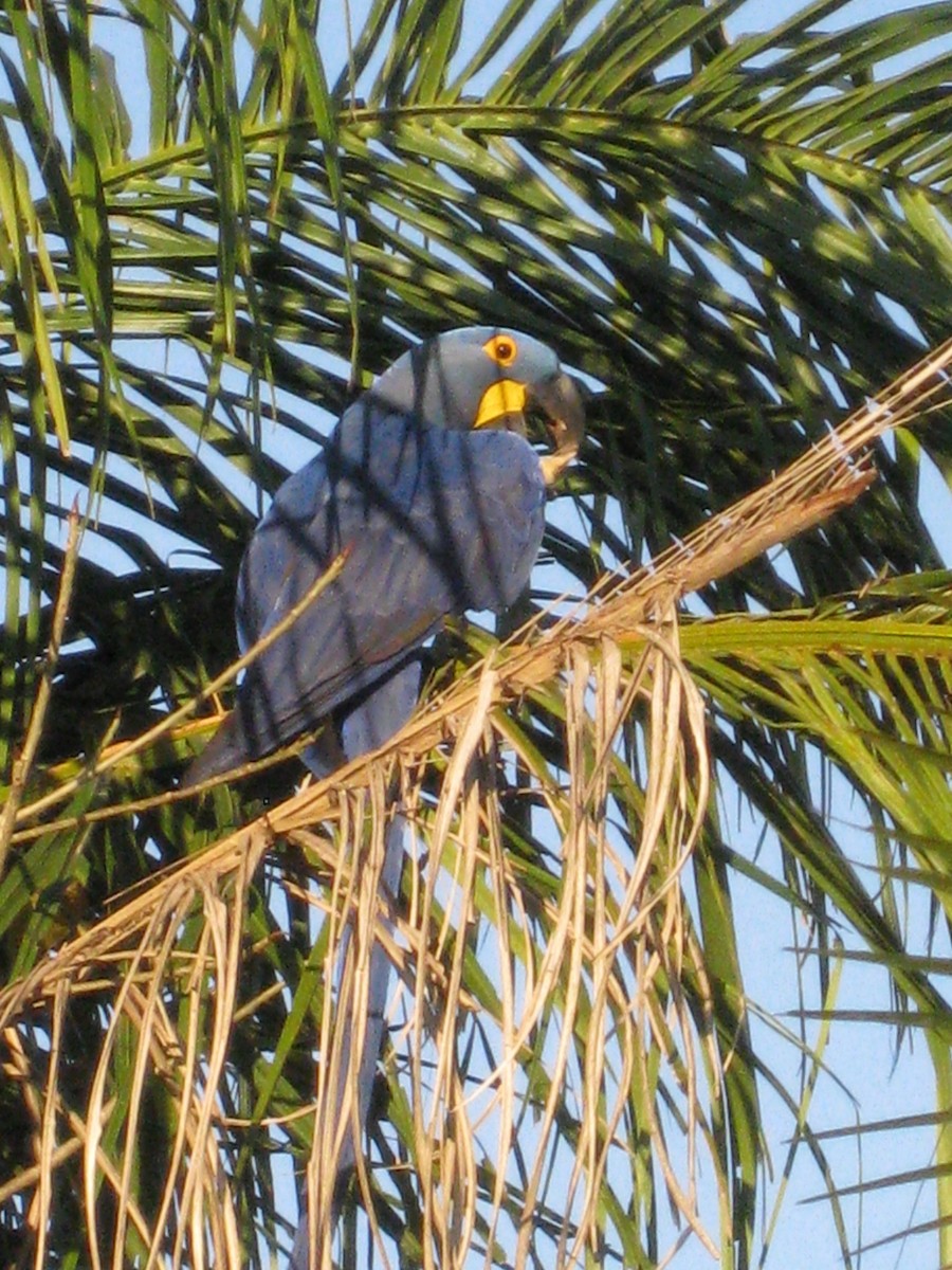 Hyacinth Macaw - ML616429711