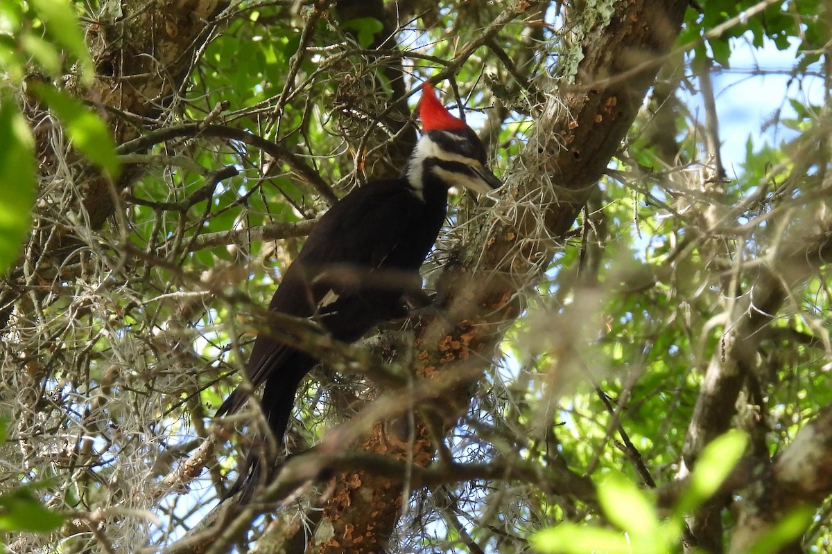 Pileated Woodpecker - Judith A. Kennedy