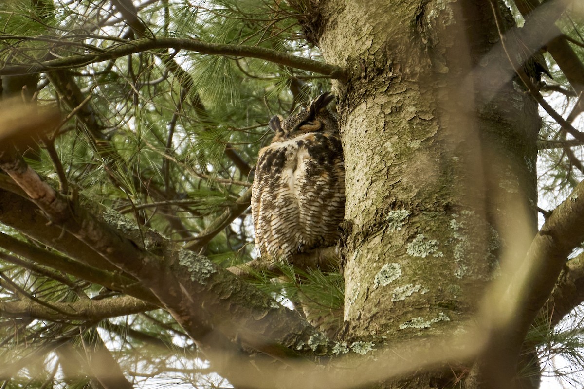 Great Horned Owl - ML616429737