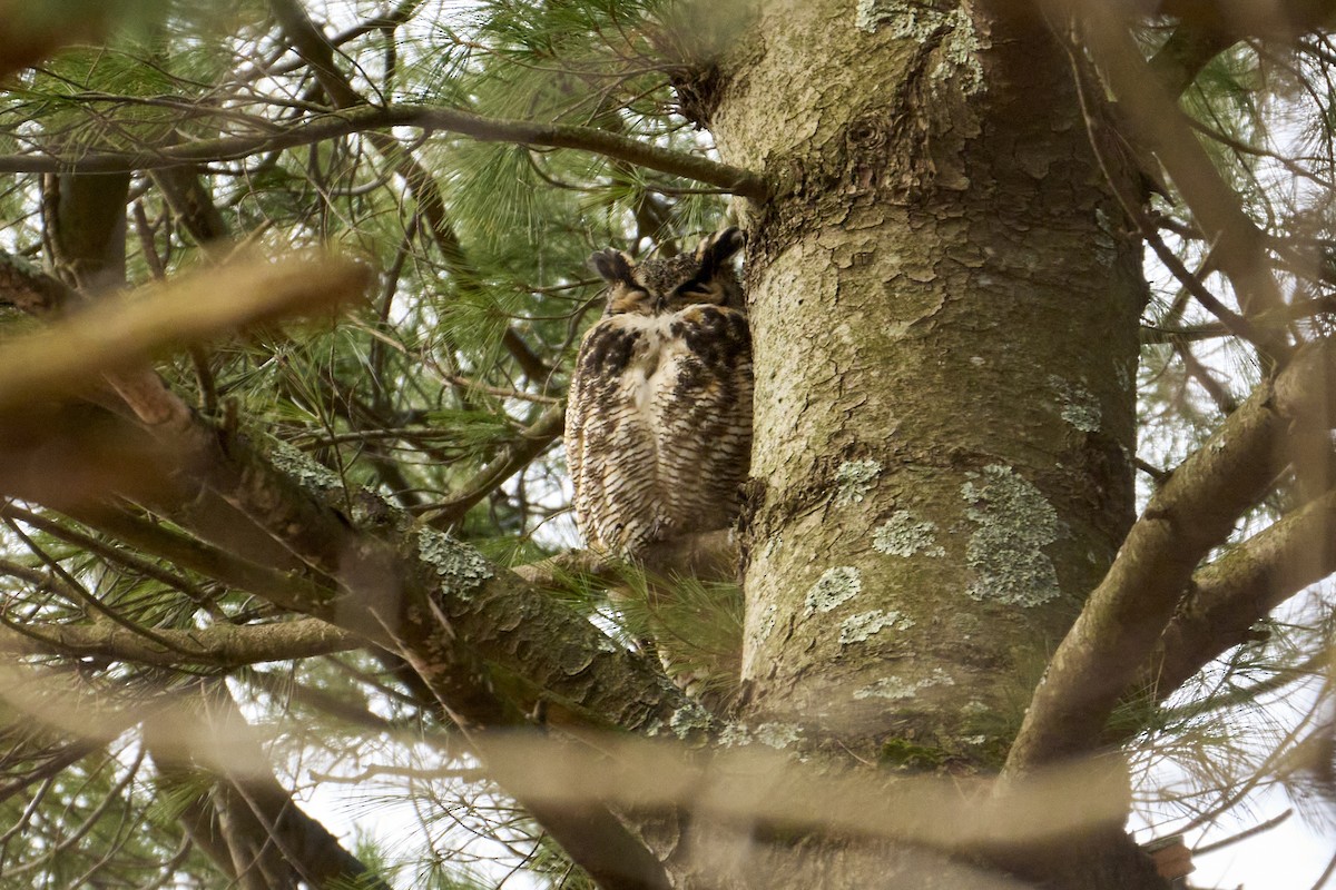 Great Horned Owl - ML616429749