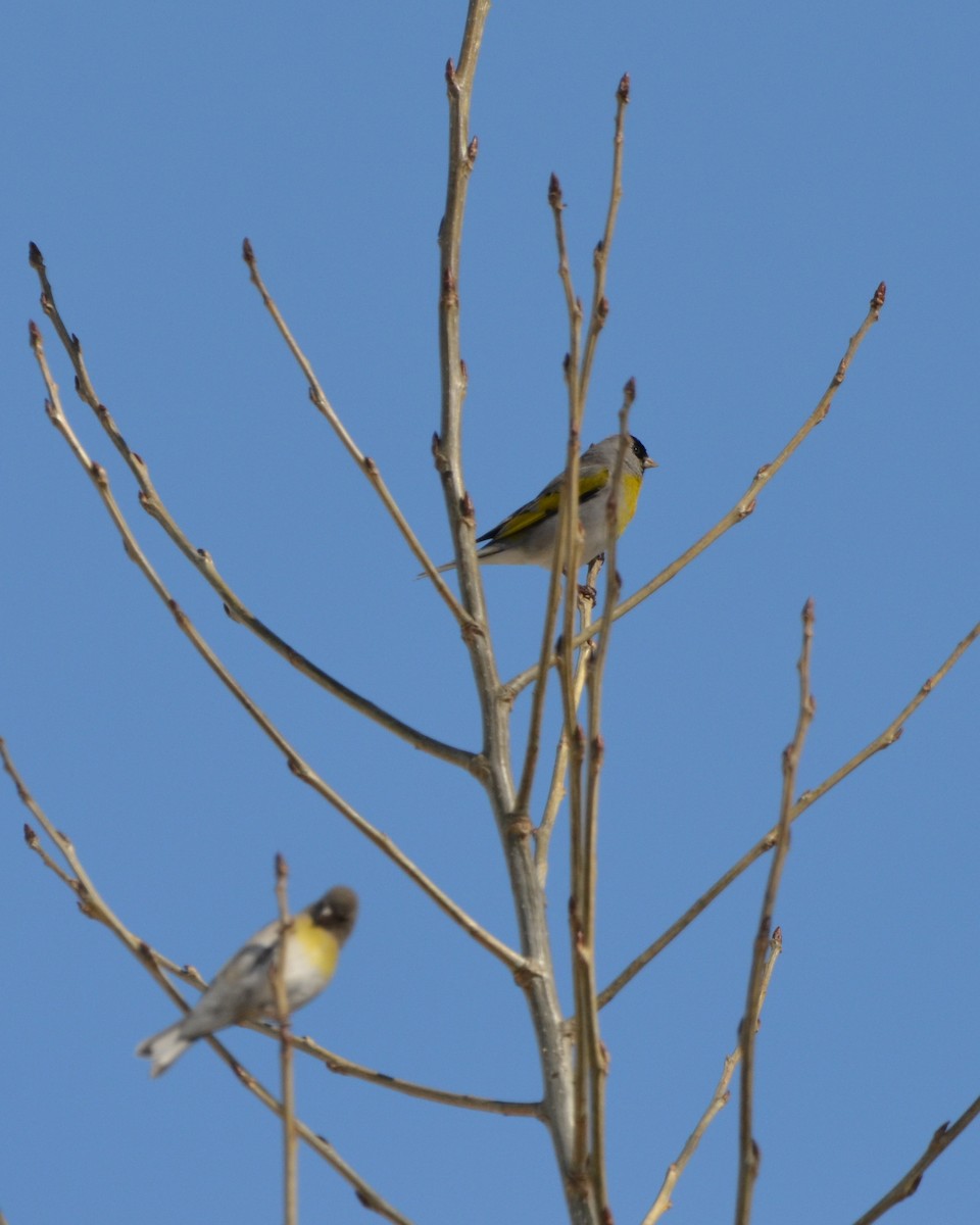 Lawrence's Goldfinch - ML616429754