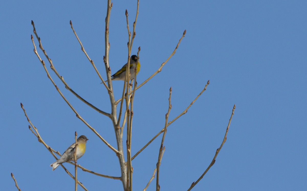 Lawrence's Goldfinch - ML616429756